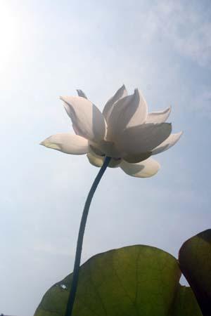 lotus6