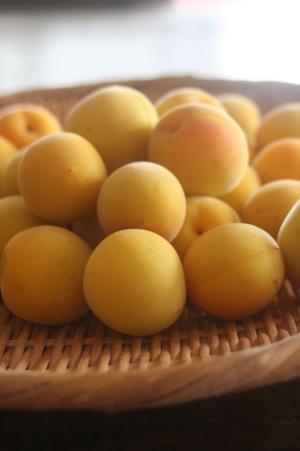 ume2