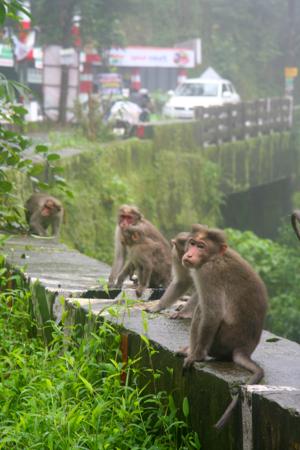 munnar-1