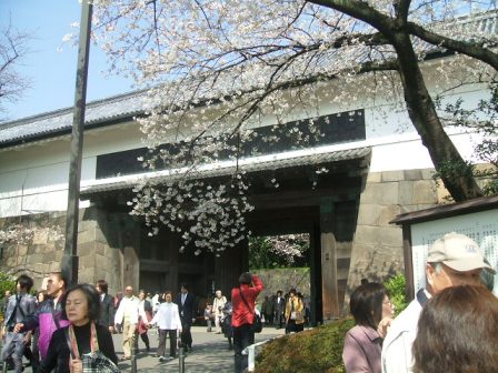 千鳥ヶ淵桜花見1