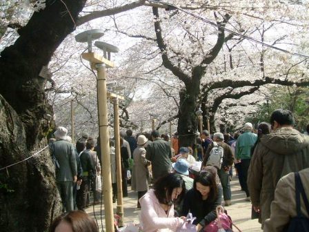 千鳥ヶ淵桜花見2