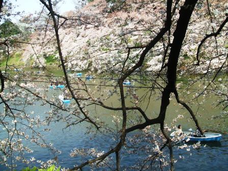 千鳥ヶ淵桜花見4