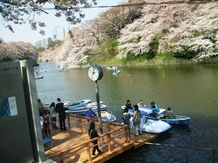 千鳥ヶ淵桜花見6
