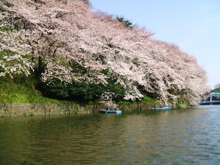 千鳥ヶ淵桜花見7