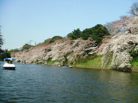 千鳥ヶ淵桜花見8