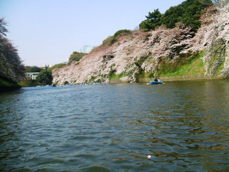 千鳥ヶ淵桜花見9