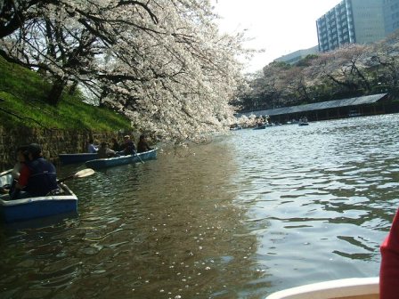 千鳥ヶ淵桜花見10
