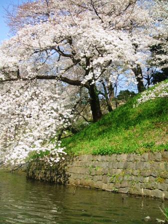 千鳥ヶ淵桜花見11