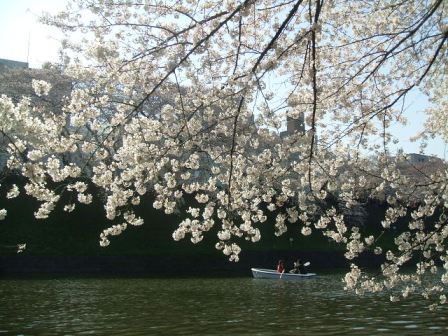 千鳥ヶ淵桜花見14