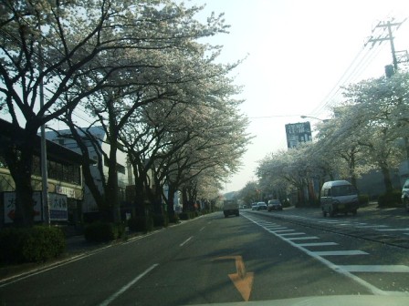 環状4号の桜〜1