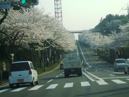 環状4号の桜〜2