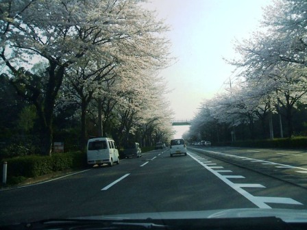 環状4号の桜〜3