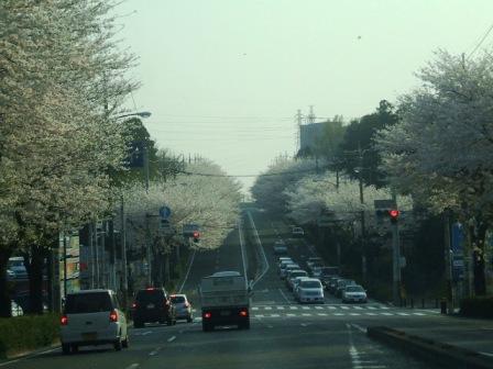 環状4号の桜〜4