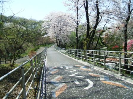 こどもの国の桜・花見11