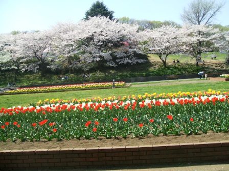 こどもの国の桜・花見13