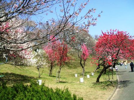 こどもの国の桜・花見14