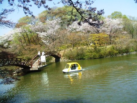 こどもの国の桜・花見15