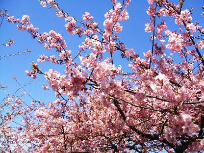 河津桜1