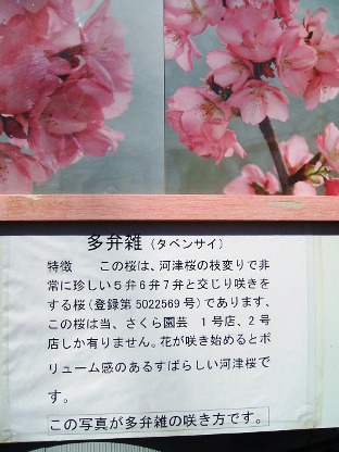 河津桜2