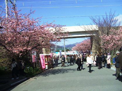 河津桜4