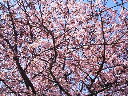 河津桜7