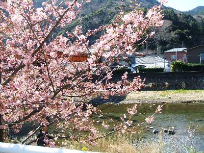 河津桜8