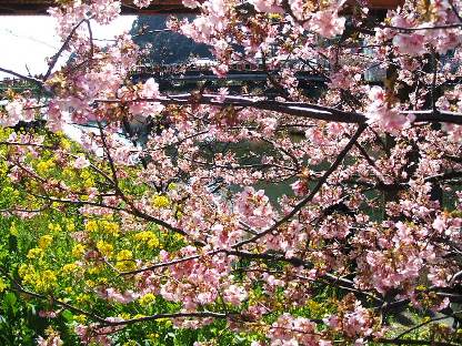 河津桜9