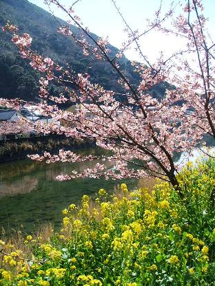 河津桜11