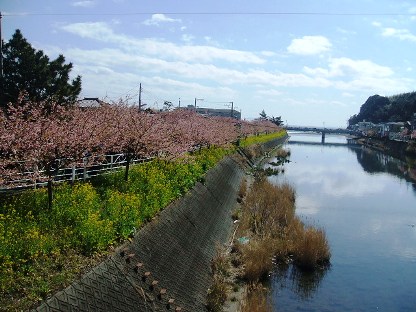 河津桜12