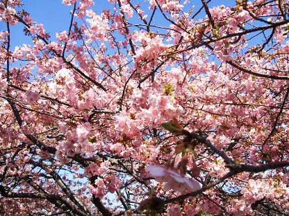 河津桜13