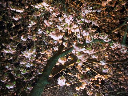 河津夜桜1