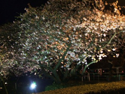 河津夜桜2
