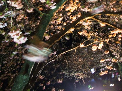 河津夜桜3