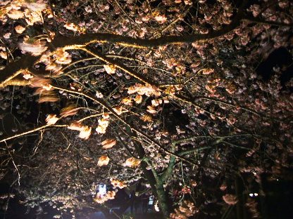 河津夜桜4