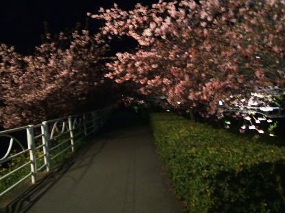 河津夜桜5