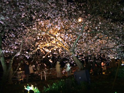 河津夜桜7