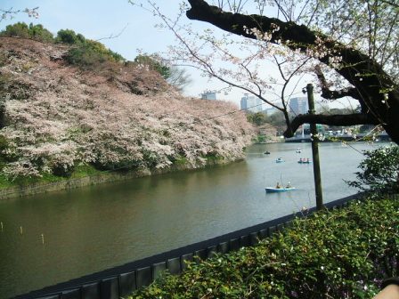 千鳥ヶ淵桜花見5