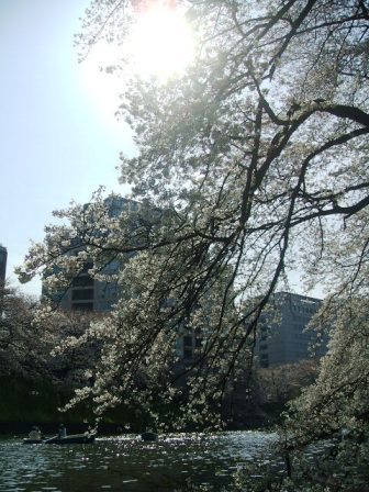 千鳥ヶ淵桜花見13