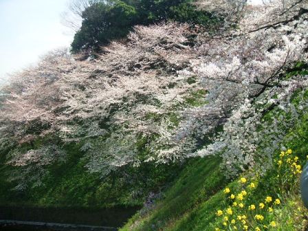 千鳥ヶ淵桜花見15