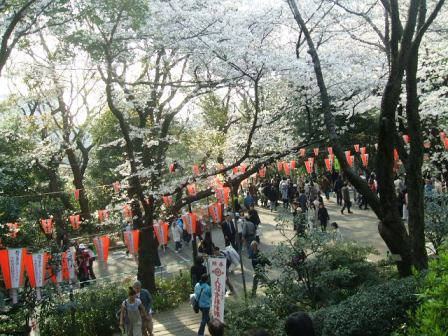 上野公園桜花見2