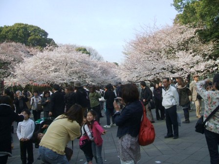 上野公園桜花見4