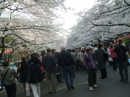 上野公園桜花見5