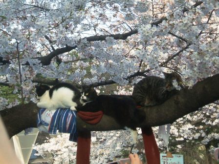上野公園桜花見7