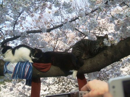 上野公園桜花見8