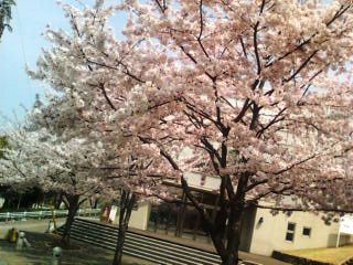 都筑区牛ヶ谷公園桜〜1