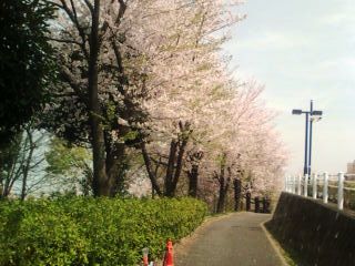 都筑区牛ヶ谷公園桜〜2