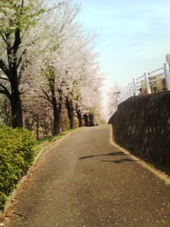 都筑区牛ヶ谷公園桜〜3