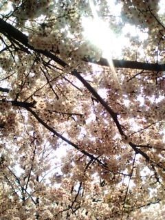 都筑区牛ヶ谷公園桜〜4