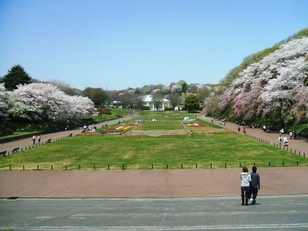 こどもの国の桜・花見3
