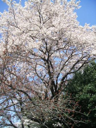 こどもの国の桜・花見4